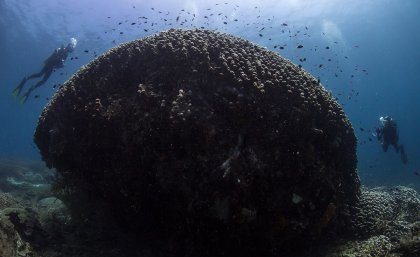 Photo of large coral